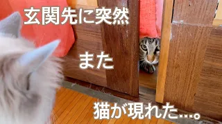 玄関先に突然 また 猫が現れた・・・。【玄関先に突然現れた子猫】【保護猫ラグドール】