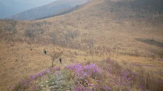 Цветение рододендрона даурского на полуострове Гамова. Хасанский район.