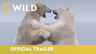 Kingdom of the Polar Bears | Official Trailer | National Geographic Wild UK