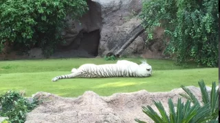 White Tiger in Loro Parque 1