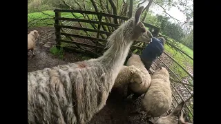 Morning Sheep Time 1 May 2024