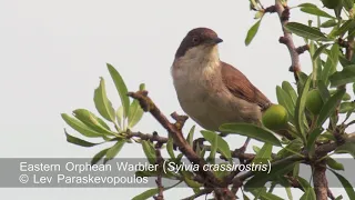 Eastern Orphean Warbler - Sylvia crassirostris