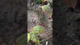 Як правильно посадити лохину