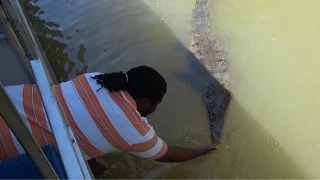 Jamaica, Crocodile in Black River on Safari River Boat Tour HD