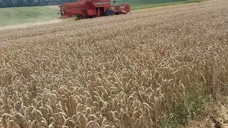 Жнива 2023 р. 2 серпня.  Озима пшениця, урожайність 70 ц/га. Комбайн Massey Ferguson 20 XP.