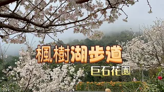 楓樹湖步道櫻花盛開，楓樹湖古道，巨石花園》木棉花，櫻花+雲霧￼飄渺￼