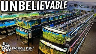 A Legacy of Aquatic Excellence: The Wet Spot Tropical Fish Store