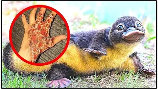 12 Cutest Animals You Should Never Touch