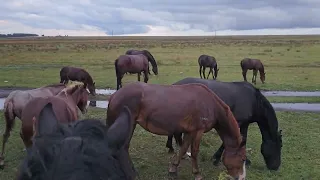 Жеребец Чёрный принц востановился, снова работает под седлом./ Дожди./ тестирую новую камеру