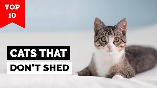 Top 10 Cat Breeds That Don't Shed