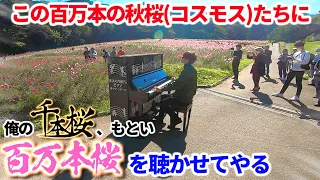 【ストリートピアノ】コスモスが百万本咲いてたので、千本桜を二乗して百万本桜にして弾いてみた【よみぃ】