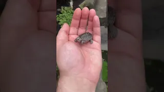 Маленькая черепаха 🐢