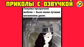 прозрачный стул и смотри смешные картинки мемы котики приколы с озвучкой 🤣