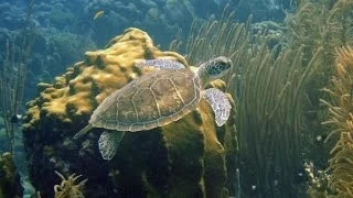 Green Sea Turtle Swimming over Reef