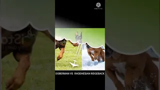 Doberman vs Rhodesian Ridgeback | Dog competition