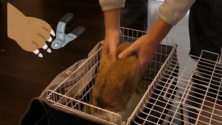 爪切りに連行されるうさぎ / A rabbit is taken to have his nails clipped. (vol.372)