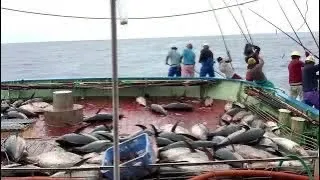 Di hajar ikan tuna di perairan jepang.. memang banyak sekali ikan nya .. skipjack .. poll and line .