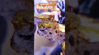 Ugly Stage has started | reef tank