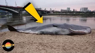 10 najdziwniejszych rzeczy, jakie ludzie znaleźli na plaży