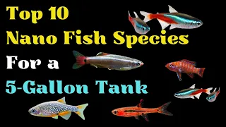 10 Best Nano Fish Species For 5 Gallon Tank (Small Freshwater Fish Species For Beginners)