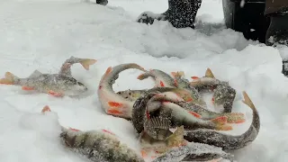 рыбалка на братском водохранилище. 132 окуня за два часа рыбалки.