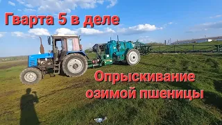 Опрыскивание озимой пшеницы, не успел с гербицидом.