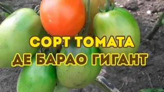 Сорт Томата Де борао гигант! Полный обзор сорта