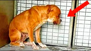 Пёс не мог поверить, что хозяева его предали! Он смотрел в стену и не двигался!