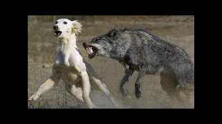 Unerwartete Begegnung zwischen Wolf und Hund schockte die Welt. Was dann geschah, ist unglaublich!