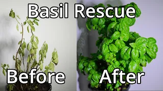How To Save A Basil Plant (With Time Lapse)