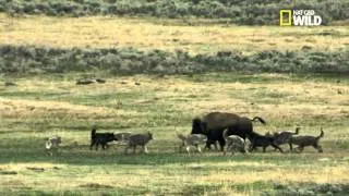 Un bison en danger
