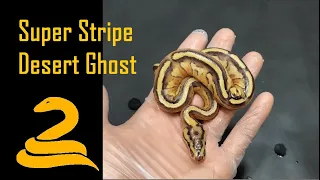 The SuperStripe Desert Ghost