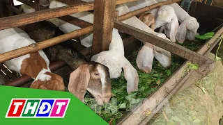 Giá dê hơi giảm | THDT