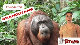 Ep 100 Orangutans, Manta Rays, Dolphins and so much more