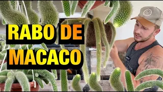 RABO DE MACACO: TUDO SOBRE essa PLANTA que é um CACTO PENDENTE | Henrique Buttler