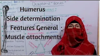 Humerus, side determination, general features and muscle attachments, upper limb anatomy