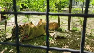 Давно не видели, что едят львята? Заполняем этот пробел #тайган
