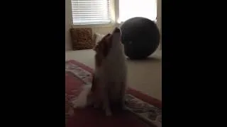 Dog Sings The Blues