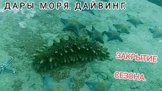 Подводный мир дайвинг. Дайвинг Владивосток. Дайвинг Приморье. дары моря дайвинг.