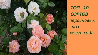 🌹ТОП 10 СОРТОВ ПЕРСИКОВЫХ РОЗ🌹