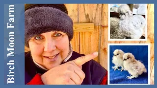 Chicken Breeding Pens | Setting Them Up And Choosing My Best Chickens