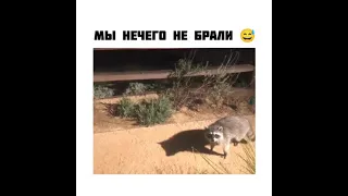 ДВА ЕНОТА СПАЛИЛИ СВОИ ШКУРЫ