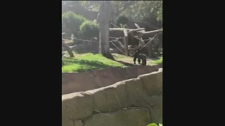 Dog removed after entering gorilla enclosure at San Diego Zoo Safari Park