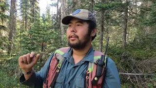 What do you do as a Forestry Technician in northern BC?