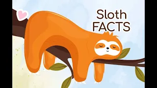 15 Fun Facts on Sloths 🦥