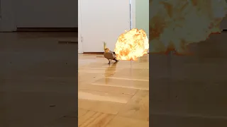 Bird vs. Epic Explosion: watch hilarious Escape #birb #cute