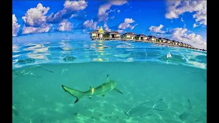 SUN ISLAND RESORT & SPA, Maldives