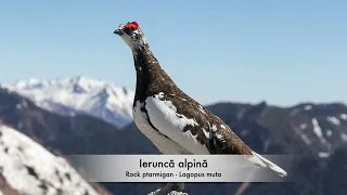 Ieruncă alpină - Rock ptarmigan - Lagopus muta