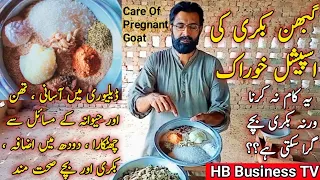 Feeding of pregnant goats | Gabban Bakri Ki Khorak | Care Of Pregnant Goat | Hamlah Janwar | Goat