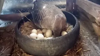 Подкладываем яйца под гусыню.